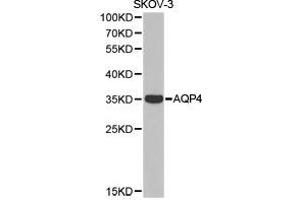 Western Blotting (WB) image for anti-Aquaporin 4 (AQP4) antibody (ABIN1871058) (Aquaporin 4 antibody)