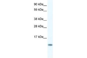 FXYD5 antibody used at 0.