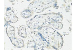 Immunohistochemistry of paraffin-embedded human placenta using RBFOX3 antibody (ABIN1874561) at dilution of 1:100 (40x lens). (NeuN antibody)