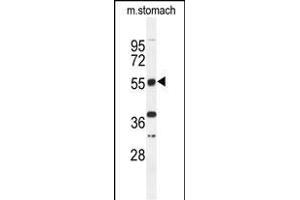 Western blot analysis of TOX3 Antibody (Center) (ABIN651009 and ABIN2840037) in mouse stomach tissue lysates (35 μg/lane). (TOX3 antibody  (AA 214-242))