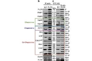 Western Blotting (WB) image for anti-Activator of HSP90 ATPase Activity 1 (AHSA1) (Internal Region) antibody (ABIN233816)