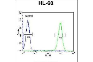 Flow cytometric analysis of HL-60 cells (right histogram) compared to a negative control cell (left histogram). (TMEM57 antibody  (N-Term))