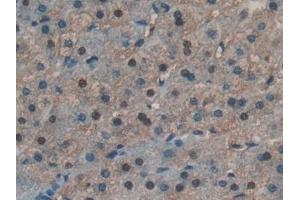 Figure. (RNASE4 antibody  (AA 30-147))