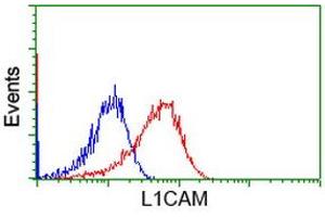 Image no. 3 for anti-L1 Cell Adhesion Molecule (L1CAM) antibody (ABIN1499090) (L1CAM antibody)