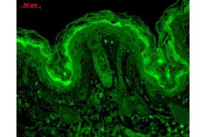 Immunohistochemistry analysis using Mouse Anti-CaMKII Monoclonal Antibody, Clone 6G9 . (CAMKII gamma antibody  (APC))