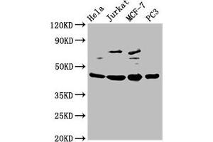 Western Blot Positive WB detected in: Hela whole cell lysate, Jurkat whole cell lysate, MCF-7 whole cell lysate, PC-3 whole cell lysate All lanes: PA2G4 antibody at 2. (PA2G4 antibody  (AA 2-394))