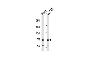 SDHA Antibody (C-term) (ABIN1881780 and ABIN2843409) western blot analysis in Hela and mouse C2C12 cell line lysates (35 μg/lane). (SDHA antibody  (C-Term))