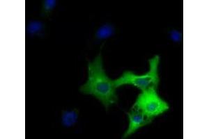 Anti-DYNC1LI1 mouse monoclonal antibody (ABIN2452967) immunofluorescent staining of COS7 cells transiently transfected by pCMV6-ENTRY DYNC1LI1 (RC222010). (DYNC1LI1 antibody)