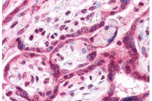 Anti-TM9SF4 antibody  ABIN1049417 IHC staining of human placenta. (TM9SF4 antibody  (N-Term))