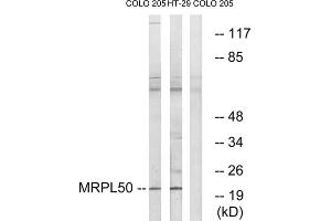 Western blot analysis of extracts from COLO cells and HT-29 cells, using MRPL50 antibody.