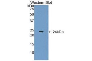 Western Blotting (WB) image for anti-Interleukin 1 Receptor Antagonist (IL1RN) (AA 26-176) antibody (ABIN1172590) (IL1RN antibody  (AA 26-176))