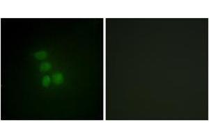 Immunofluorescence analysis of HepG2 cells, using hnRNP G Antibody. (RBMX antibody  (AA 6-55))