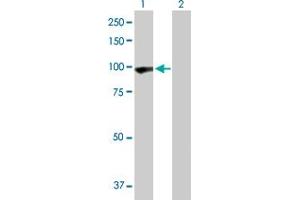 Western Blot analysis of PCDHGA5 expression in transfected 293T cell line by PCDHGA5 MaxPab polyclonal antibody.