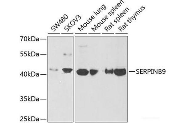 SERPINB9 antibody