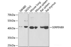 Western blot analysis of extracts of various cell lines using SERPINB9 Polyclonal Antibody at dilution of 1:1000. (SERPINB9 antibody)