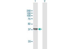 Western Blot analysis of FANCF expression in transfected 293T cell line by FANCF MaxPab polyclonal antibody. (FANCF antibody  (AA 1-374))