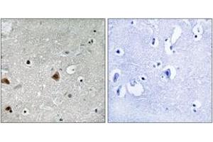 Immunohistochemistry analysis of paraffin-embedded human brain, using COPS1 (Phospho-Ser454) Antibody.