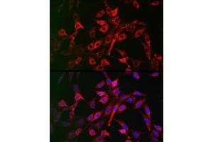Immunofluorescence analysis of NIH/3T3 cells using LRP5 Rabbit pAb (ABIN1513164, ABIN3020644, ABIN3020646 and ABIN6213630) at dilution of 1:200 (40x lens). (LRP5 antibody  (AA 1000-1250))