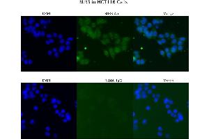 Sample Type : HCT116  Primary Antibody Dilution: 4 ug/ml  Secondary Antibody : Anti-rabbit Alexa 546  Secondary Antibody Dilution: 2 ug/ml  Gene Name : BUB3 (BUB3 antibody  (N-Term))