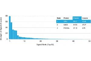 Analysis of Protein Array containing more than 19,000 full-length human proteins using GPN1 Mouse Monoclonal Antibody (GPN1/2350) Z- and S- Score: The Z-score represents the strength of a signal that a monoclonal antibody (MAb) (in combination with a fluorescently-tagged anti-IgG secondary antibody) produces when binding to a particular protein on the HuProtTM array. (GPN1 antibody)