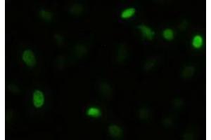 Anti-AKT3 mouse monoclonal antibody (ABIN2452682) immunofluorescent staining of HeLa cells transiently transfected by pCMV6-ENTRY AKT3 (RC221051) (AKT3 antibody  (AA 2-479))