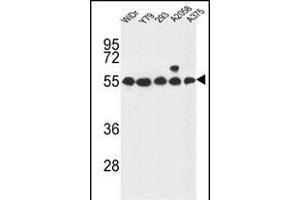 GP Antibody (Center) (ABIN653744 and ABIN2843046) western blot analysis in WiDr,Y79,293,, cell line lysates (35 μg/lane). (GPR180 antibody  (AA 119-147))