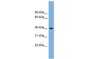 WB Suggested Anti-BVES Antibody Titration:  0. (BVES antibody  (Middle Region))