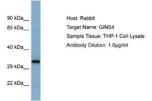 Host: Rabbit Target Name: GINS4 Sample Tissue: Human THP-1 Whole Cell  Antibody Dilution: 1ug/ml (GINS4 antibody  (N-Term))