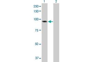 Western Blot analysis of BAP1 expression in transfected 293T cell line by BAP1 MaxPab polyclonal antibody. (BAP1 antibody  (AA 1-729))