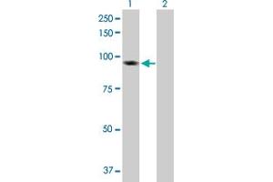 Western Blot analysis of BAP1 expression in transfected 293T cell line by BAP1 MaxPab polyclonal antibody.