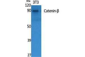 Western Blot (WB) analysis of specific cells using Catenin-beta Polyclonal Antibody. (beta Catenin antibody  (Ser29))