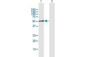 Western Blot analysis of TFDP2 expression in transfected 293T cell line by TFDP2 MaxPab polyclonal antibody. (DP2 antibody  (AA 1-386))