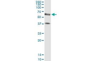 Immunoprecipitation of PDE1A transfected lysate using anti-PDE1A MaxPab rabbit polyclonal antibody and Protein A Magnetic Bead , and immunoblotted with PDE1A purified MaxPab mouse polyclonal antibody (B01P) . (PDE1A antibody  (AA 1-545))