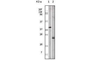 Western blot analysis using ApoM mouse mAb against GST-ApoM recombinant protein (1) and human serum (2). (Apolipoprotein M antibody)