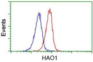 Image no. 3 for anti-Hydroxyacid Oxidase (Glycolate Oxidase) 1 (HAO1) antibody (ABIN1498575) (HAO1 antibody)