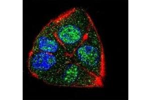 Confocal immunofluorescent analysis of IFT88 antibody with HepG2 cells followed by Alexa Fluor 488-conjugated goat anti-rabbit lgG (green). (IFT88 antibody  (AA 791-820))