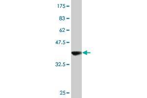 Western Blot detection against Immunogen (38. (Ghrelin antibody  (AA 1-117))