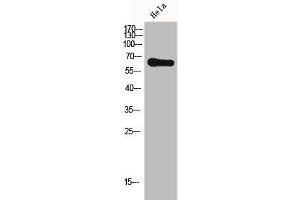 Western Blot analysis of HELA cells using Frizzled-7 Polyclonal Antibody (FZD7 antibody  (N-Term))