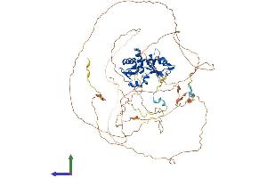 AlphaFold protein structure predicition of Mouse Recombinant Larp4 Protein, UniprotID Q8BWW4 (LARP4 Protein (AA 1-719) (His tag))