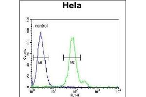 CTPS2 Antibody (N-term) (ABIN652725 and ABIN2842481) flow cytometric analysis of Hela cells (right histogram) compared to a negative control cell (left histogram). (CTPS2 antibody  (N-Term))