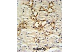 BSND Antibody (C-term) (ABIN653815 and ABIN2843088) IHC analysis in formalin fixed and paraffin embedded mouse kidney tissue followed by peroxidase conjugation of the secondary antibody and DAB staining. (BSND antibody  (C-Term))