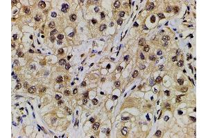 Immunohistochemistry (IHC) image for anti-Ephrin B2 (EFNB2) (C-Term) antibody (ABIN6261455)