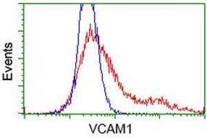 HEK293T cells transfected with either RC209761 overexpress plasmid (Red) or empty vector control plasmid (Blue) were immunostained by anti-VCAM1 antibody (ABIN2454232), and then analyzed by flow cytometry. (VCAM1 antibody)
