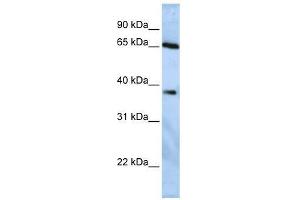 USP3 antibody used at 1.