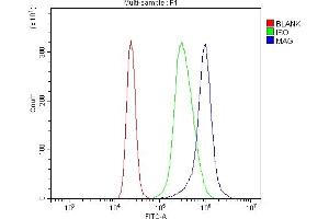 Flow Cytometry analysis of K562 cells using anti-MAG antibody (ABIN7601398). (MAG antibody  (AA 34-605))