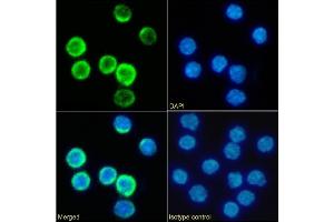 Immunofluorescence staining of fixed mouse splenocytes with anti-CD25 antibody PC-61. (Recombinant CD25 antibody)