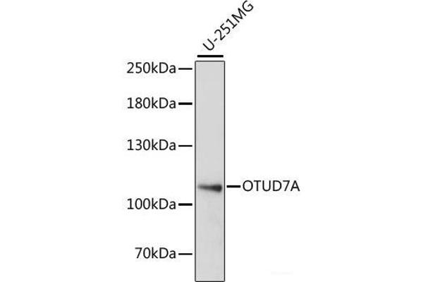 OTUD7A anticorps