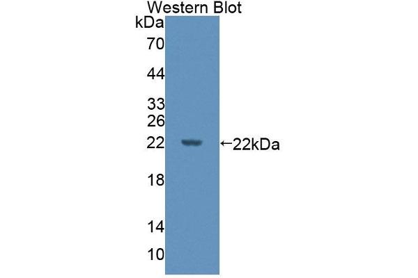 DPPA3 Antikörper  (AA 1-159)