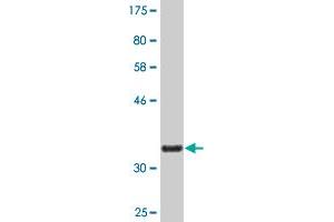 Western Blot detection against Immunogen (36. (NOV antibody  (AA 32-131))