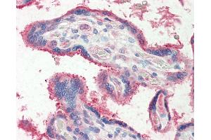 Human, Placenta: Formalin-Fixed Paraffin-Embedded (FFPE) (FUT2 antibody  (AA 27-40))